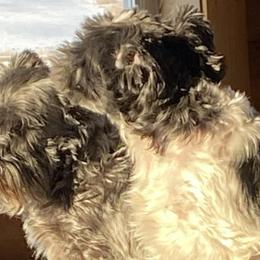 Miniature Schnauzer All Grown Up from Spring Brook Resort