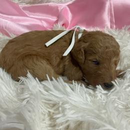 White girl - Apricot female Poodle puppy in Bowling Green, Kentucky from Ritzy Red Poodles