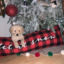 Golden Retriever Puppies from Golden Girls Furever Friends