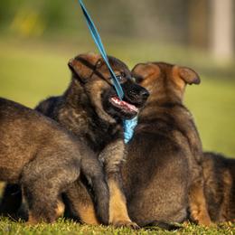 German Shepherd Puppies from Sommerfeld German Shepherds