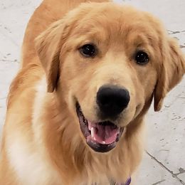Golden Retrievers from Finnvarr's Legacy Golden Retrievers