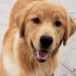 Golden Retrievers from Finnvarr's Legacy Golden Retrievers