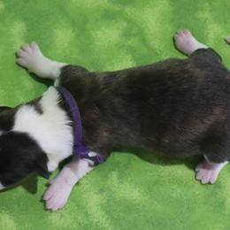 Violet - Brindle and white female Cardigan Welsh Corgi puppy in Livermore, Colorado from Rowe Family