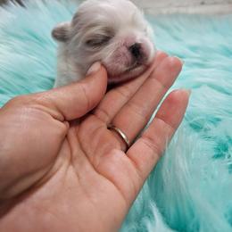 Bailey's boy 1 - White male Pekingese puppy in Maurice, Louisiana from Stephanie's Bayou Pekingese