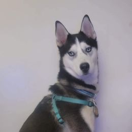 Link - Siberian Husky
