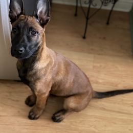 Nashoba - Red male Belgian Malinois puppy in Denver, Colorado from Morales Kennels