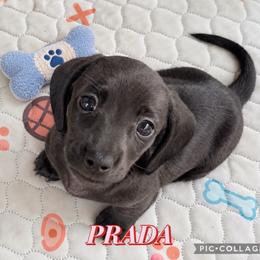 Prada - Black female Dachshund puppy in Hockley, Texas from Shans Down Home Doxies