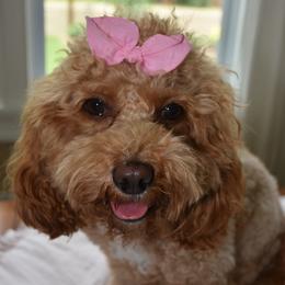 Mina - Cavapoo