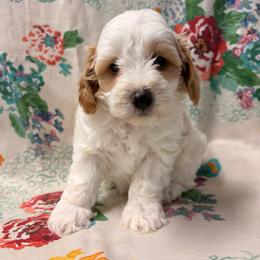 Prince - Red and white male Cockapoo puppy in Lebanon, Missouri from Kaitlen's Doodle Pups