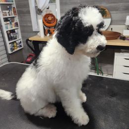 Aussiedoodle Puppies from Ivy & Oak Doodles