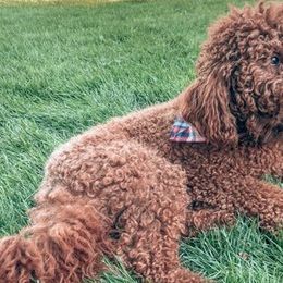Labradoodles from Chalker Doodles
