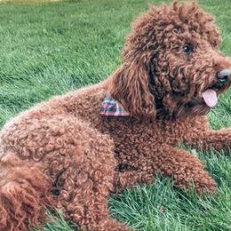 Labradoodles from Chalker Doodles