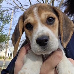 Jewell - Black tan and white female Beagle puppy in Lamar, Missouri from BB Beagles