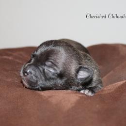 Teal - Black sabled silver female Chihuahua puppy in Willamina, Oregon from Cherished Chihuahuas