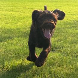 Orange Boy - Chocolate male Australian Labradoodle puppy in West Union, South Carolina from Golden Corner Labradoodles, LLC