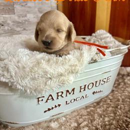 Radley - Cream male Dachshund puppy in Atwood, Oklahoma from Holder’s Doxie Farm