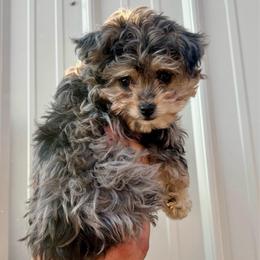 Mickey - Blue merle male Aussiedoodle puppy in Ririe, Idaho from Diamond H Puppies
