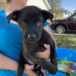 Dutch Shepherd and xDutch Shepherd Puppies from Raw Nature K9