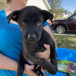 Dutch Shepherd and xDutch Shepherd Puppies from Raw Nature K9