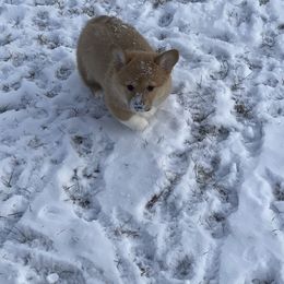 Pembroke Welsh Corgi and Poodle Puppies from Blue Diamond Kennel