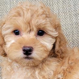Australian Shepherds, Golden Retrievers, Shichons, and Shihpoos from Pilot Hill Teddy Bear Puppies