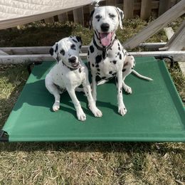 Dalmatian All Grown Up from Antietam Dalmatians