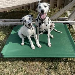 Dalmatian All Grown Up from Antietam Dalmatians