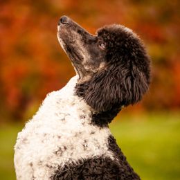 Keith - Poodle