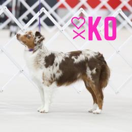 Addie - Miniature Australian Shepherd
