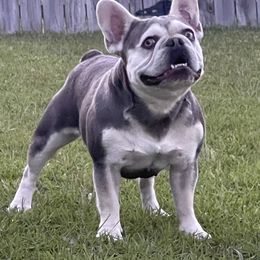 Paris - French Bulldog