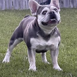Paris - French Bulldog