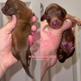 Will - Red male Dachshund puppy in Hornbeck, Louisiana from A&Z Mini Dachshunds