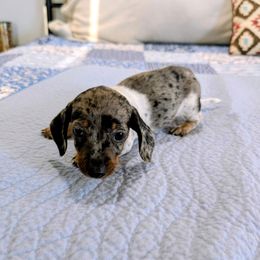 Hawkeye - Dapple male Dachshund puppy in Jerusalem, Ohio from Twin Hickory Ranch