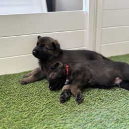 German Shepherd Puppies from 7OaksK9