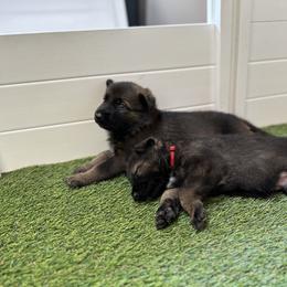 German Shepherd Puppies from 7OaksK9