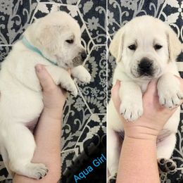 Girl 3 - Labrador Retriever puppy in Texas from Lady D Labradors