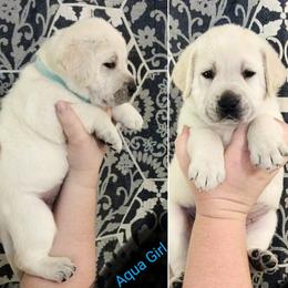 Girl 3 - Labrador Retriever puppy in Texas from Lady D Labradors