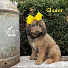 Clover - Sable female Bernedoodle puppy in Heyworth, Illinois from Cobble Creek Puppies