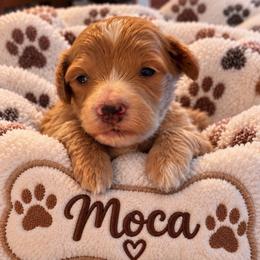 Mocha - Red  male Goldendoodle puppy in Cumberland, Rhode Island from minigoldendoodlesofRI