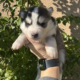 Sweetie - Black and white female Pomsky puppy in La Verne, California from Red Cedar Pomskies