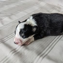 Border Collie Puppies from Sarah M Kwilinski