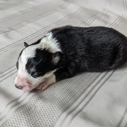 Border Collie Puppies from Sarah M Kwilinski