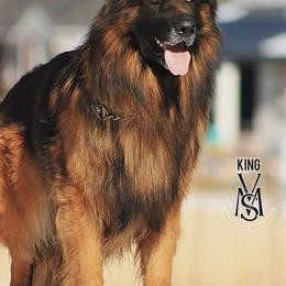 King - German Shepherd