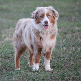 Willow - Miniature Australian Shepherd