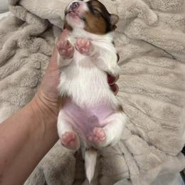 Pomeranian Puppies from ThePomPack