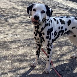 Australian Shepherds, Border Collies, Dalmatians, and Poodles from MLS Ranch