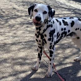 Australian Shepherds, Border Collies, Dalmatians, and Poodles from MLS Ranch