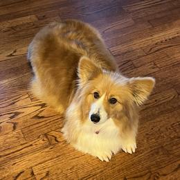Pearl - Pembroke Welsh Corgi