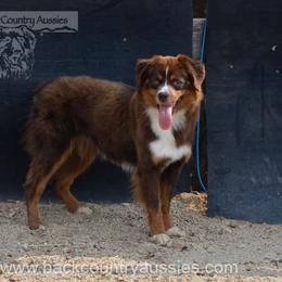 Back Country OBL3 Paulie Anna Rose - Red tri-color female Miniature American Shepherd puppy in Baker City, Oregon from Back Country Aussies