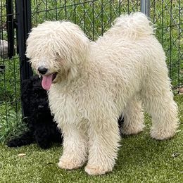 Puli All Grown Up from Bowmaker Pulik
